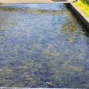 칠부자민박 이미지