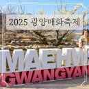 (유)광양매실한과 | 2025 광양매화개화시기에 맞추어 떠나는 봄꽃여행 광양매화축제