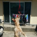 공주닭발 이미지