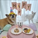 멍냥이수라간 | [고양이 생일파티] 멍냥이수라간에서 고양이 생일케이크 올인원세트 주문했어요! (고양이 수제간식...
