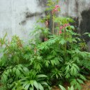 밥풀떼기 이미지