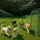 포천동물보육원 이미지