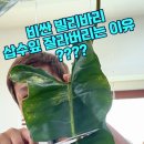 흙이보배다식물