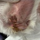 24시 이오동물병원 이미지