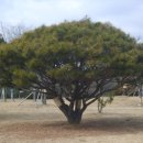 반송 Daum카페