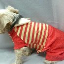 서구애견센타 이미지