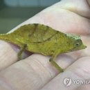 카멜레온 이미지