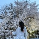 천안농협원성동지점 | 천안 원성천 벚꽃 2026 실시간 만개 후기ㅣ주차·산책로·아이와 가볼만한곳