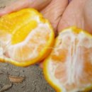 대촌농장 이미지