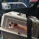 아지양이 펫샵 이미지