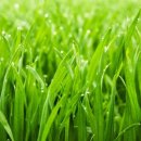 뮤게(muguet) 이미지