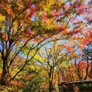 백양사 아름다운 가을빛 이미지
