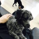 먹물 Daum카페