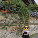 꽃과 한옥 | 경주 가볼 만한 곳 추천! 해바라기 꽃과 호수가 어우러진 감성 한옥카페 바실라 솔직 방문 후기