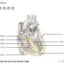 심장 이미지