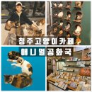 청주고양이입양지원센터 애니멀공화국 | 청주고양이카페 운리단길 입양지원센터 애니멀공화국 데이트