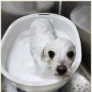 퍼피키티 이미지