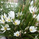 광바위주유소 이미지