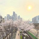 신대방역 2번출구 제방 | 도림천 벚꽃 도림천역 vs 신대방역 어디가 더 예쁠까, 구간별로 직접 본 포인트