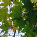 추산 추시 이미지