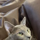 냥꿀냥꿀 이미지