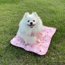 (주) 핑크솜 이미지