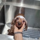 뽀송뽀송강아지미용실 이미지