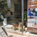 살롱드 댕댕 | 사가정 애견미용 / 면목동 댕댕살롱 6미리 클리핑 미용(가격, 스트레스 등)