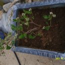 백산농장 이미지