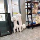 개똥이 애견샵 이미지