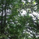 숲속멜로디