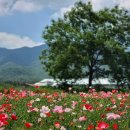 산머루마을 이미지