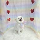 희희퍼피 이미지