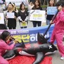 "고래, 먹지 말고 보호하라" 시민단체 일본 상업포경 규탄 기자회견 이미지
