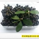 푸르매농장 이미지