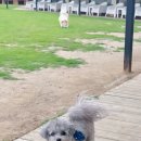 퍼피얌 그루밍 이미지