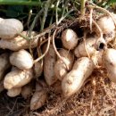 부발약국 이미지