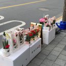 데이즈인블룸