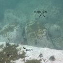 대부리 방파제 옆 | 영덕 대부방파제 스노쿨링 물놀이 후기 / 포인트 추천, 주차정보