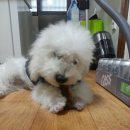 포포메 | 비숑프리제 소망 :) 양도푸짐한 포포메 수제간식 후기 2!