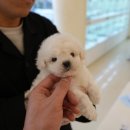 대구강아지분양 퍼피얌 이미지