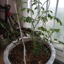 토마토세탁소 이미지