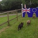 허들농장 이미지