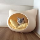 고양이집 이미지