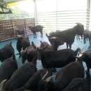 늘푸른 흑염소농장 이미지