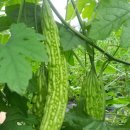 여주-0026 이미지