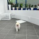 멍뭉이발소 이미지