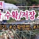 양파수확 후 말리는 시간 건조 저장 방법! 싹난 양파 심기 이미지