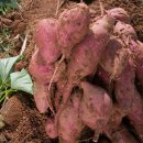 밤나무골 농장 이미지