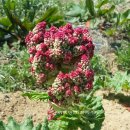 대황농장 이미지